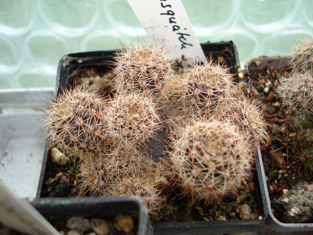 Eigene Echinopsis/Schickaufzucht3.jpg